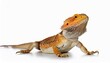 © DeluxSolutions - bearded dragon