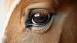 © CrazyJuke - Stunning closeup of a horses head before training, showcasing the beauty and grace of equine athletes.