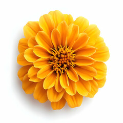 orange zinnia flower on white background, bloom, blossom, petals, yellow, isolated