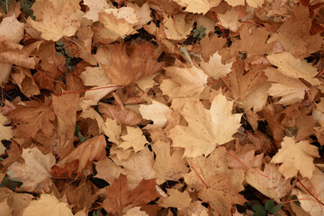 Wall Mural - Autumn background with golden maple leaf with copy space