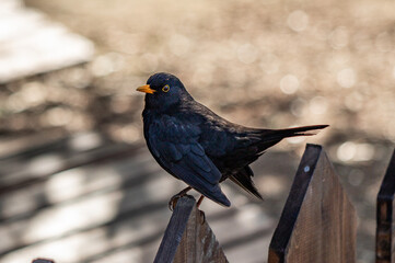 Bird blackbird in nature in spring