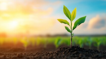 Gene editing for biofuel crops, showing genetically modified plants growing in fields, highlighted in a macro shot of sustainable energy production.