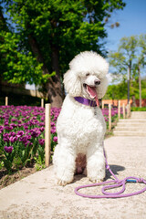 Sticker - A large white dog of the royal poodle breed sits on the alley near a beautiful meadow with tulips. The dog is kept on a leash. Training. The photo is vertical and blurry