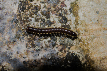 Wall Mural - millipedes on a mossy wall