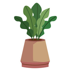 indoor flowerpot plant decoration