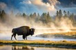 © Latsamee - Silhouette bison walking towards foggy Yellowstone River