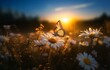 © joeycheung - A butterfly perched on a daisy in a field, bathed in the golden glow of a setting sun.