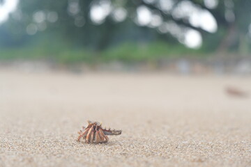 hermit crab running on the sand