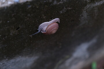 snail crawling along a vertical wall