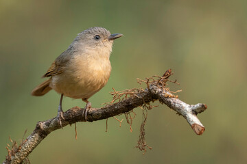 Wall Mural - Brown-cheeked fulvetta, Alcippe poioicephala, Western Ghats, India