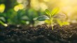 © MindVerse - Little green sprout under bright sunlight, sprout has little leaves rooted in rich soil, concept of growth and nature