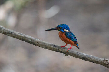 Wall Mural - Andaman Islands, India, Blue-eared Kingfisher, Alcedo meninting