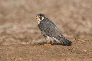 Wall Mural - black-winged kite, elanus caeruleus, little rann of kutch, gujarat, india