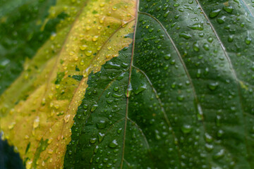 water drops on leaf