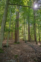 Wall Mural - Sunlit Green Forest Canopy