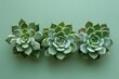 © Your Choice - Succulent plants arranged in a row on a pastel green background