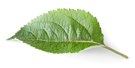 Wall Mural - apple green leaf isolated on white background. clipping path