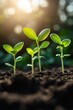 © felix_brönnimann - Close-up of young green seedlings growing in fertile soil, bathed in soft sunlight, symbolizing new beginnings and the cycle of life.