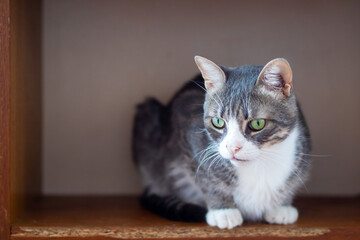 A gray and white cat with striking green eyes is gazing at the camera