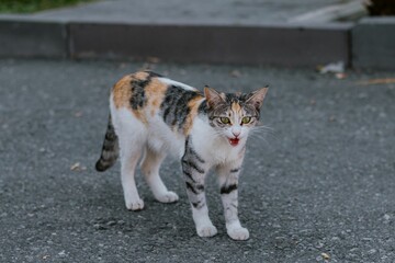 Tri-colored cat on asphalt