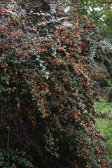 Wall Mural - Close-up of big Cotoneaster franchetii bush with manry red berries on branches on autumn season