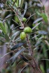 Wall Mural - green olives on tree