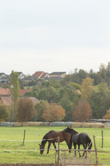 There are two beautiful horses peacefully grazing in a lush green field, with a rustic barn situated in the background enhancing the scenery