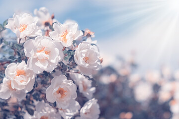 Wall Mural - blooming bush rose in sunlight against blue sky, blooming rose hips, springtime