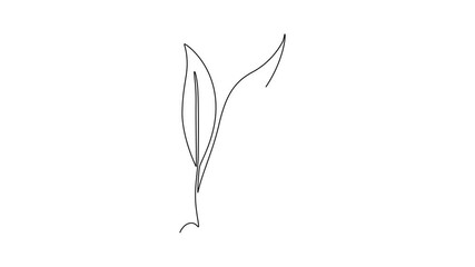 Wall Mural - Animated self drawing of continuous line draw healthy organic tea leaves for plantation logo identity. Fresh tender bud of tea shoot concept for tea leaf store icon. Full length single line animation