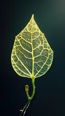 Canvas Print - Close Up of a Delicate Green Leaf with Veins