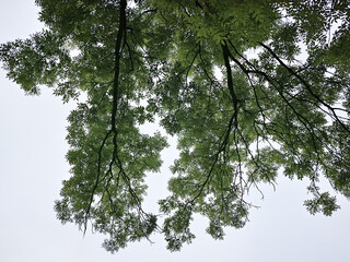 Shot in a beautiful green forest, magnificent upwards view to the treetops with fresh green.