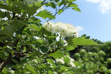 Wall Mural - Blue sky and white flowers of Sorbus aria in mid May