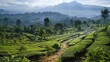© Imsuniyah - Serene Tea Plantation in a Mountainous Landscape