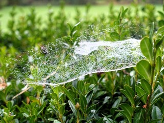 Spider web with dewdrops on green leaves