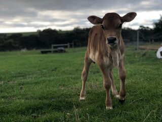 Fresh calf on a meadow 