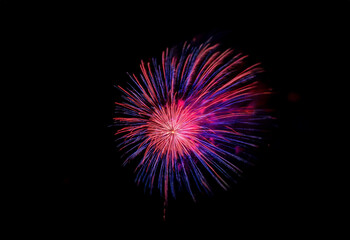 Wall Mural - An isolated, colorful firework display against a black background.