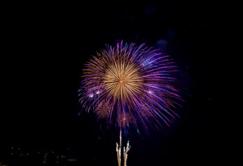 Wall Mural - A single purple and gold firework explodes in the night sky against a dark background.