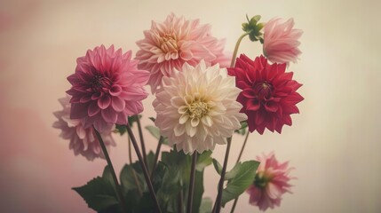 Canvas Print - Bouquet of dahlias blooming in pink and white background