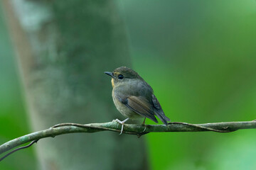 Wall Mural - snowy-browed flycatcher, ficedula hyperythra, female dehing dehing patkai wildlife sanctuary, assam,