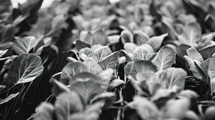 Wall Mural - Close up of a row of plants with a black and white filter. The plants are small and appear to be in a garden. Concept of calm and serenity, as the plants are neatly arranged