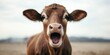 © Blue Harvest Stock - A diary cow with a shocked expression and open mouth