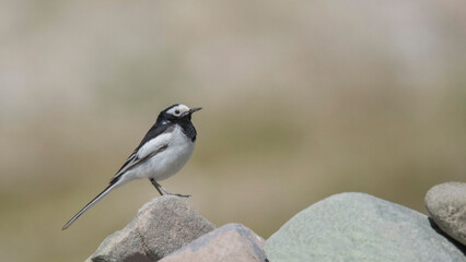 Wall Mural - White Wagtail, Motacilla alba, Ladakh, Jammu and Kashmir, India