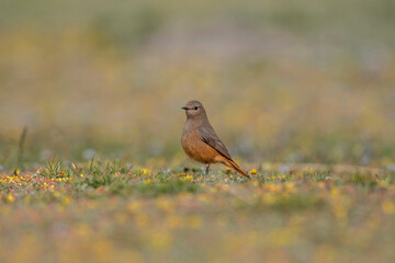 Wall Mural - Black Redstart, Phoenicurus ochruros, Female, Ladakh, Jammu and Kashmir, India