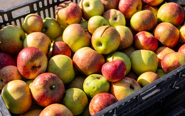 Wall Mural - Stand of Red and green apples on the market counter. Apple on the grocery shelf. Supermarket. Apple harvest on the supermarket counter. Farm apples in boxes on a market display.