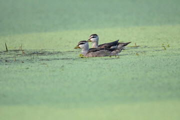 Wall Mural - Keoladeo National Park, Bharatpur, Rajasthan, India.  Cotton Pygmy Goose,  Nettapus coromandelianus