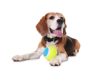 Wall Mural - Cute dog with toy isolated on white. Playful pet