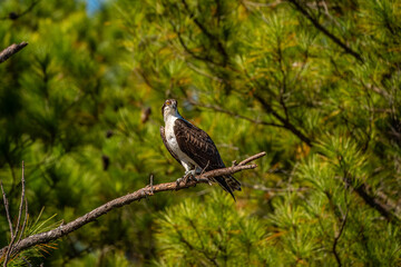 Wall Mural - Osprey perched on branch