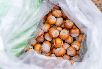 Sticker - A close-up view of freshly harvested hazelnuts piled in large bags at an outdoor market, emphasizing the texture and natural appeal of these nutritious nuts.