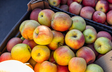 Wall Mural - Stand of Red and green apples on the market counter. Apple on the grocery shelf. Supermarket. Apple harvest on the supermarket counter. Farm apples in boxes on a market display.