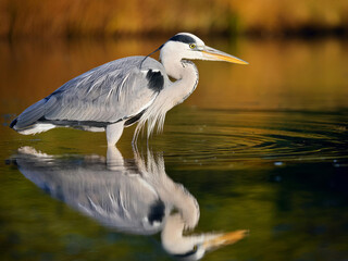 Wall Mural - great blue Heron